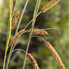 Carex flacca (glaucous sedge): Go Botany