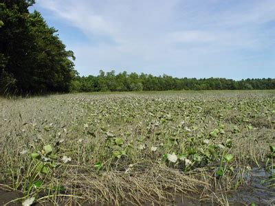 Maine Natural Areas Program, Natural Community Fact Sheet for Freshwater Tidal Marsh