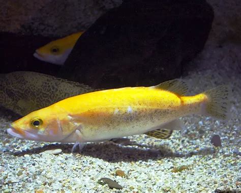 Golden mandarin fish - Facts, Diet, Habitat & Pictures on Animalia.bio