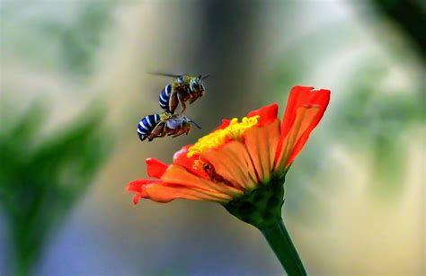 Blue orchard bees respond to fires by producing more females - Earth.com