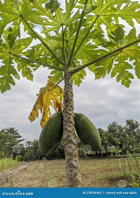 Papaya Tree with Fruit Ready To Harvest Stock Photo - Image of shiny ...