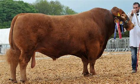 South Devon cattle breeders celebrate at National Show | Farming Monthly National