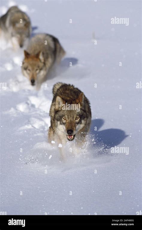 Bison Running From Wolves