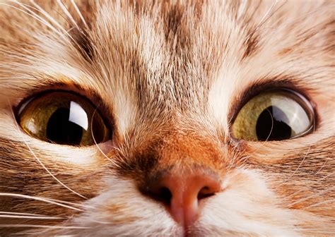 Captivating Cat's Eye: A Stunning 4K Ultra HD Wallpaper by Mila Dubas