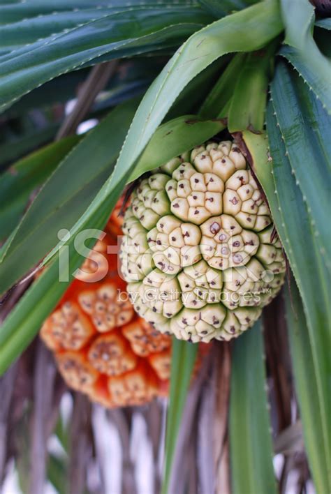 Screwpine Fruit Stock Photo | Royalty-Free | FreeImages