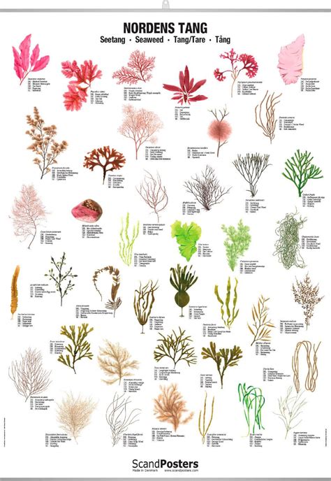 Seaweed Types | ubicaciondepersonas.cdmx.gob.mx