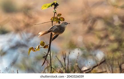 Zitting Cisticola Natural Habitat Stock Photo 2043326039 | Shutterstock