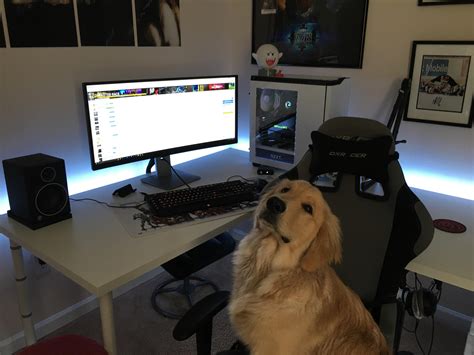 Gamer dog : r/aww