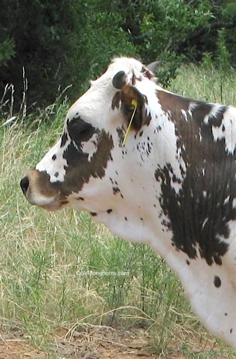 Texas longhorn cattle horns, simple tip to avoid a common mistake