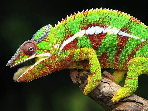 Chameleon | The Biggest Animals Kingdom