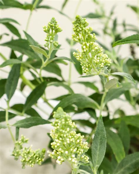 Buddleia – White, White Butterfly Bush | PlantVine