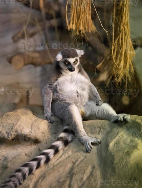 Lemur funny animal 841921 Stock Photo at Vecteezy