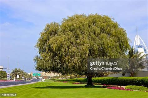 Ghaf Tree Photos and Premium High Res Pictures - Getty Images