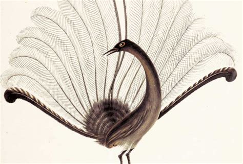 Superb Lyrebird - Untamed Science