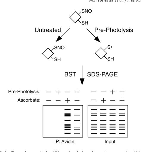 Figure 5 from Detection of protein S-nitrosylation with the biotin ...