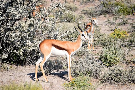 Springbok Antelope Etosha - Free photo on Pixabay - Pixabay