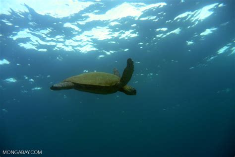 Balinese rituals fuel spike in trafficking of endangered sea turtles ...