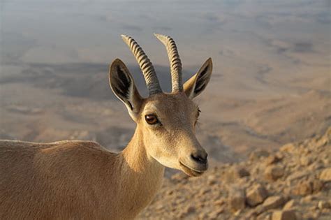 Nubian ibex | Wiki | Everipedia