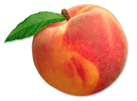 Peach PNG Transparent Background, Free Download #41707 - FreeIconsPNG