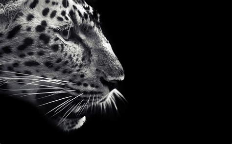 Black Jaguar Wallpapers - Wallpaper Cave