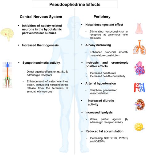 Effects of Pseudoephedrine: Pseudoephedrine is a sympathomimetic ...