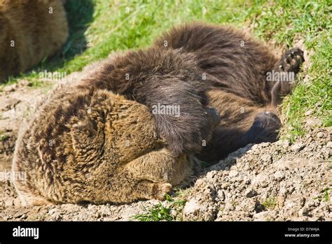 sleeping Kodiak bear Stock Photo - Alamy