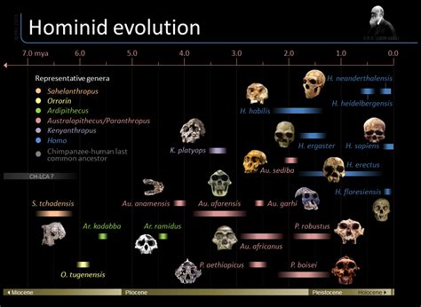 A general timeline of hominid evolution based on paleoanthropological fossil evidence. | Human ...