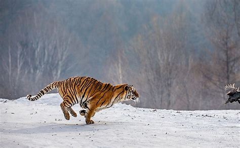 What Animals Live In Siberia? - WorldAtlas