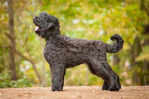 Black Russian Terrier Dog Breed Information