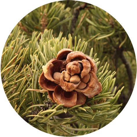 Pinyon Pine Essential Oil Organic - Pinus Edulis Pinon