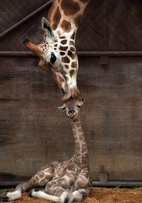 A baby giraffe getting a kiss : r/aww