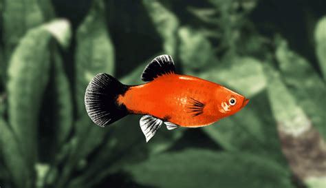 The Complete Guide to Platy Fish Varieties: Colors, Patterns, More