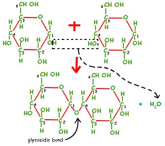 Bonding (intra/inter) - starch