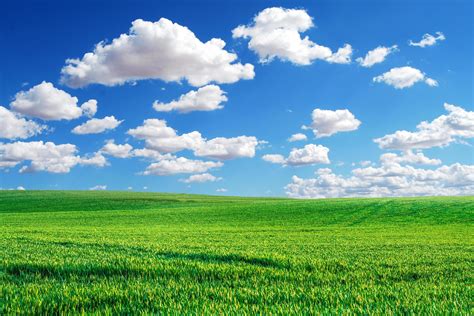 A large meadow in the background is the sky. nature background image ...