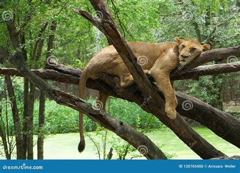 A Lion is Sleeping on the Tree Stock Photo - Image of cute, sleep: 120765400