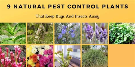 9 Natural Pest Control Plants That Keep Bugs and Insects Away