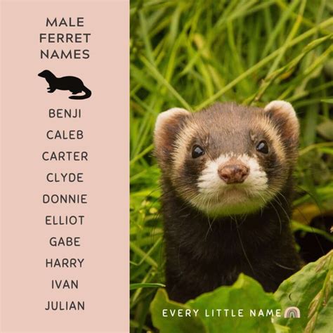 280 Best Ferret Names (Cute, Cool, and Unique) - Every Little Name