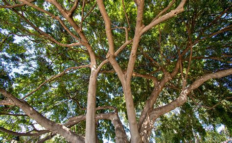 Native Hardwood Trees of Hawai‘i