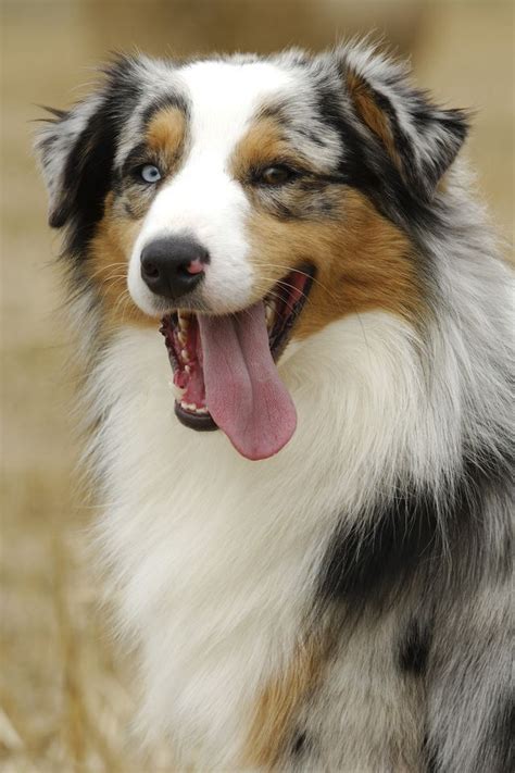 Chouu Australian Shepherd Dogs, Pets, Animals, Aussies, Border Collies, Aussie Shepherd ...