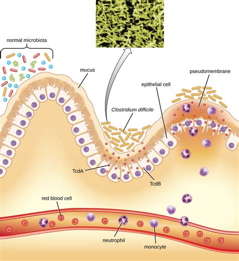 A diagram showing the lining of the stomach. At the very bottom is a blood vessel with red blood ...