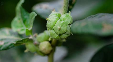 How To Grow Ashwagandha Plant: Unraveling Its Secrets! - Wellness Blog Articles From E2H Earth ...