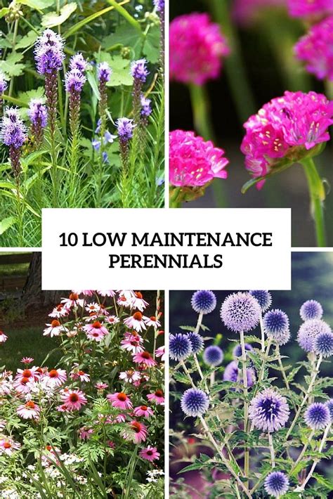 10 Low Maintenance And Easy Care Perennials - Gardenoholic | Easy perennials, Perennials ...