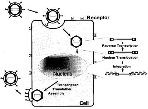 1. The replication cycle of a retrovirus. Retroviruses are enveloped ...