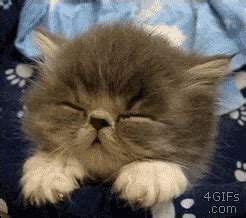 Sleeping Kitten GIFs - Find & Share on GIPHY