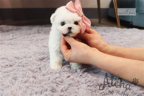 Teacup Bichon: Bichon Frise puppy for sale near Atlanta, Georgia ...