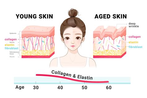 Collagen helps keep your skin looking young, but what exactly is it ...