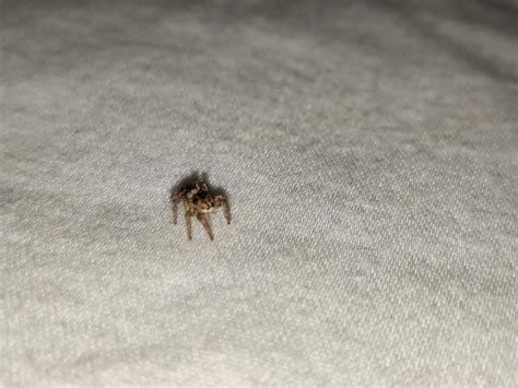 Baby Wolf Spider? : r/whatsthisbug