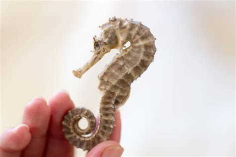 160+ Seahorse Eggs Photos Stock Photos, Pictures & Royalty-Free Images - iStock