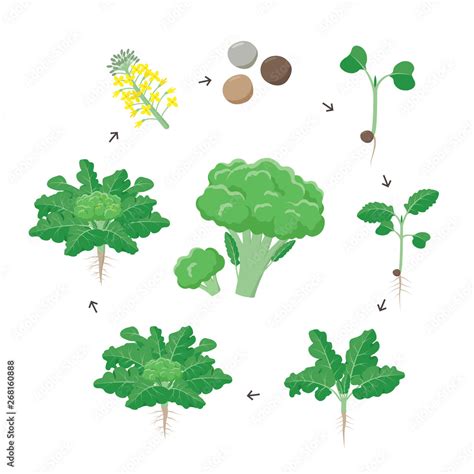 Stages Of Broccoli Growth