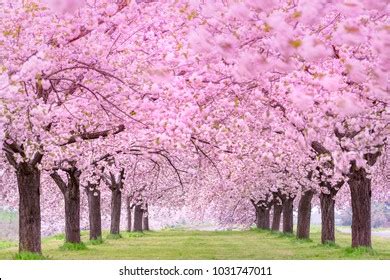 Beautiful Cherry Blossoms Japan Obusemachi Nagano Stock Photo ...